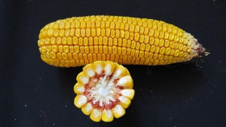 kukurice Syngenta