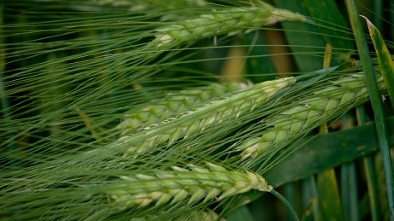 jecmen bontima Syngenta