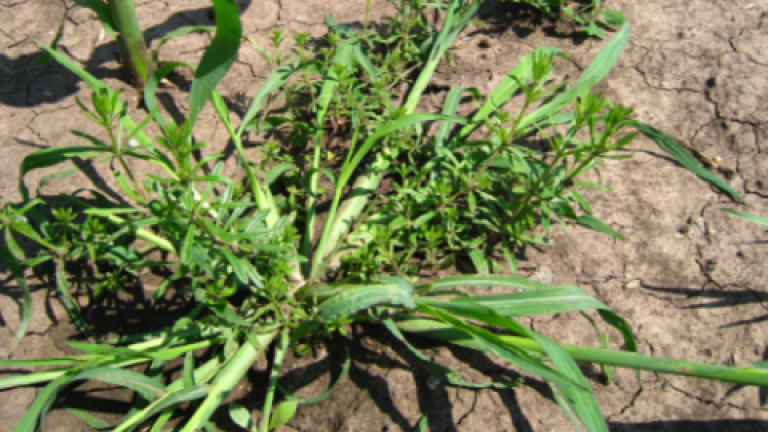 jezatka Syngenta