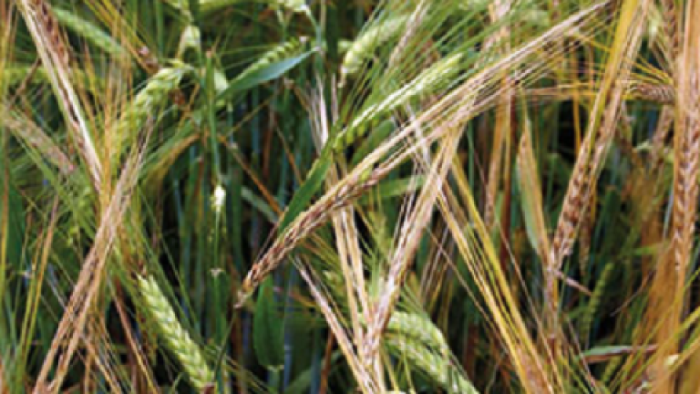 maxim Syngenta