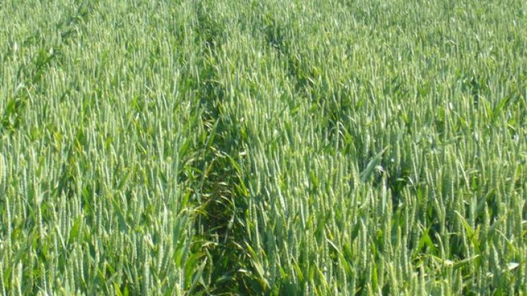 obilniny Syngenta