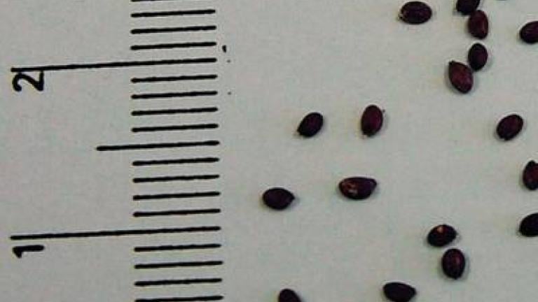 penizek rolni Syngenta