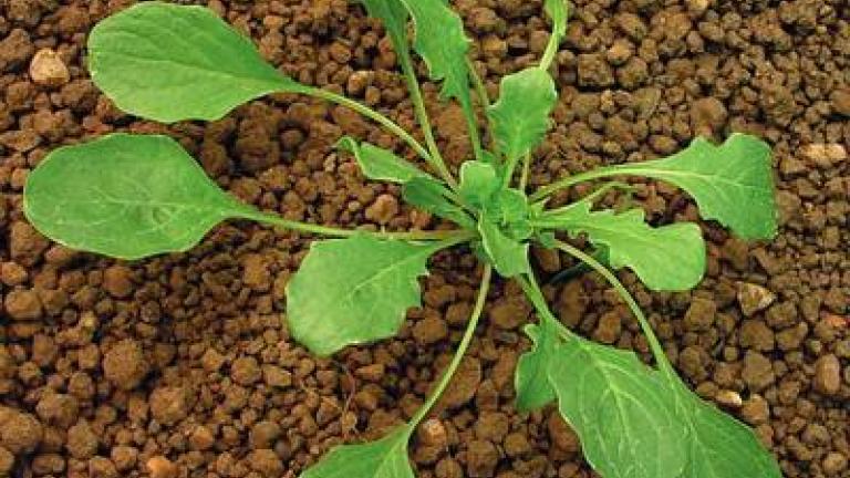 penizek rolni Syngenta