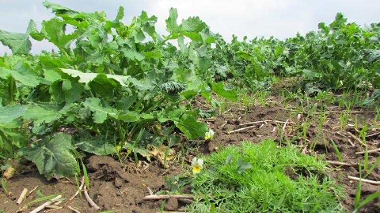 plevele v repce Syngenta