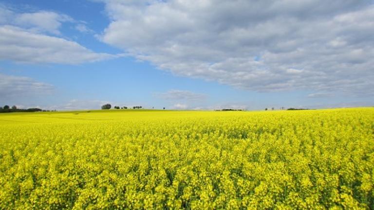 porost prusinovice Syngenta