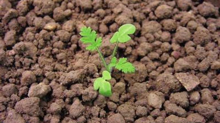 pumpava rozpukova Syngenta
