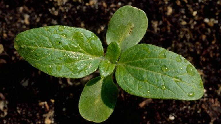slunecnice Syngenta