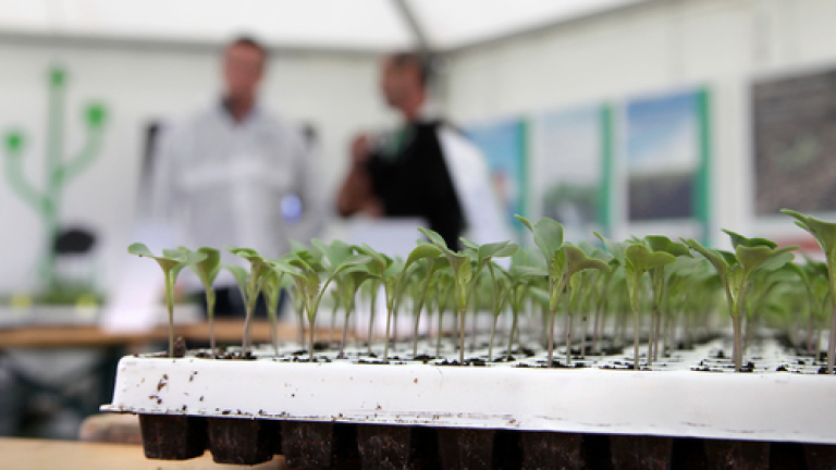Výhonky syngenta Syngenta