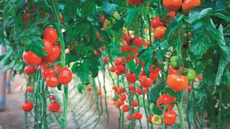 tomatoes Syngenta