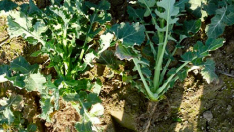 toprex Syngenta