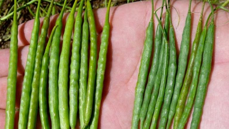 toprex Syngenta