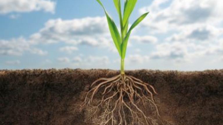 vibrance Syngenta