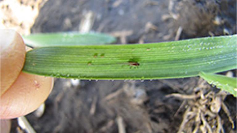 prenaseci viroz Syngenta