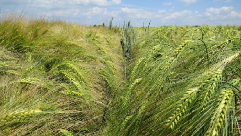 wootan Syngenta
