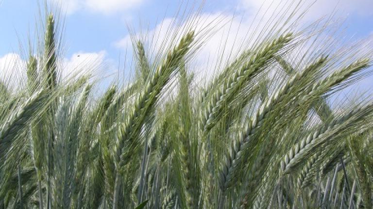zito Syngenta