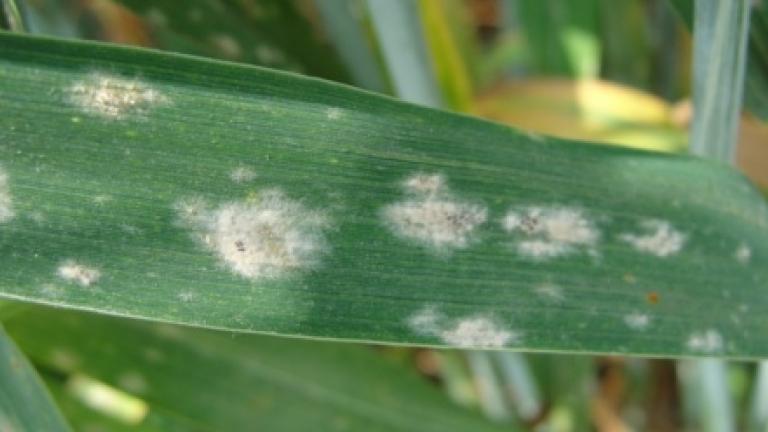 disease Syngenta