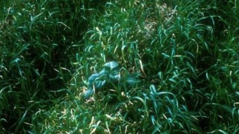 weeds Syngenta