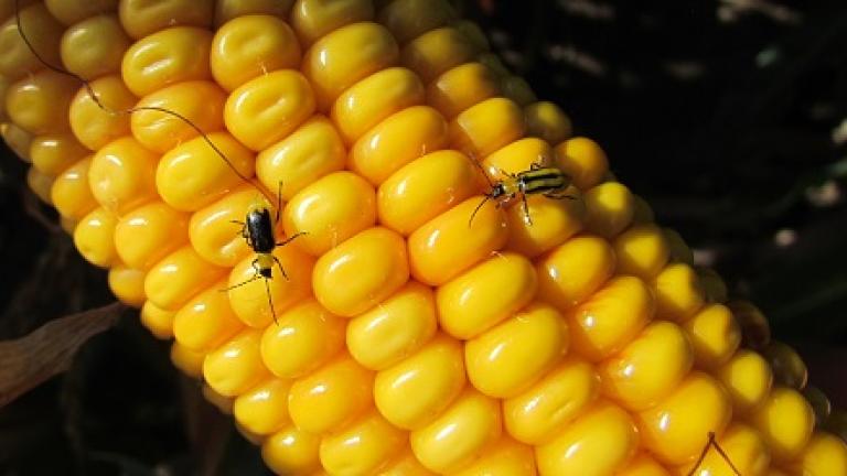 pest Syngenta