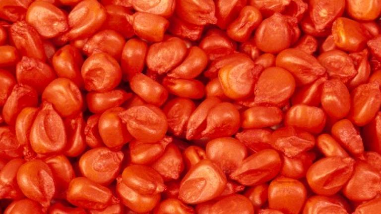 seedcare Syngenta