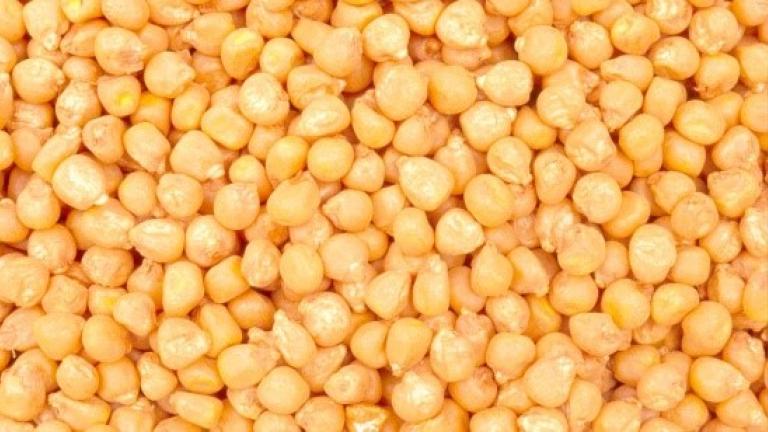 seeds Syngenta