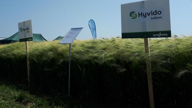 Naše pole Syngenta