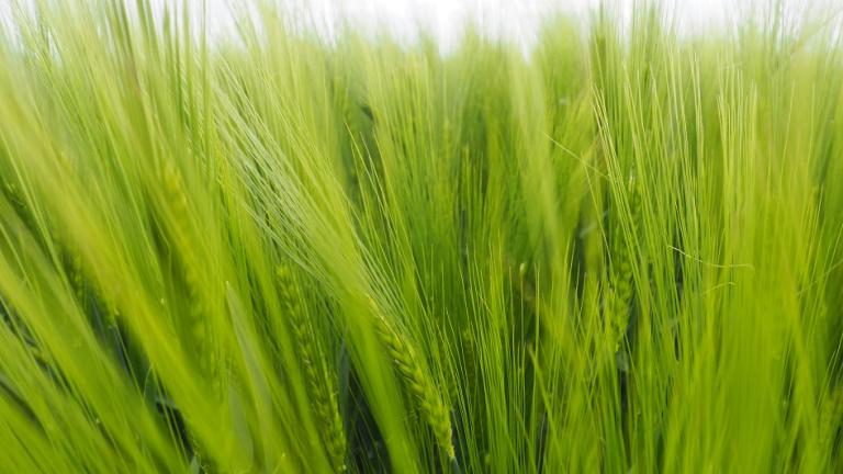 morforegulátor Syngenta Moddus