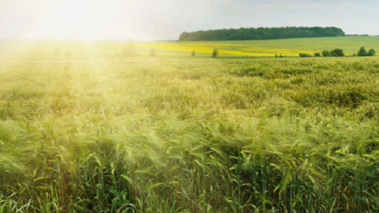 fungicidní řešení ve sladovnickém ječmeni Syngenta