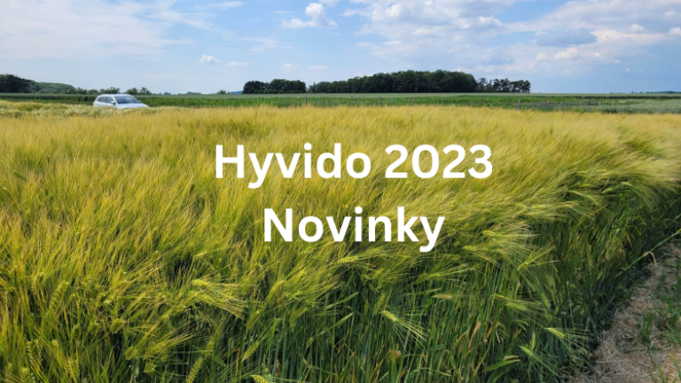 Hyvido hybridní ozimý ječmen Syngenta