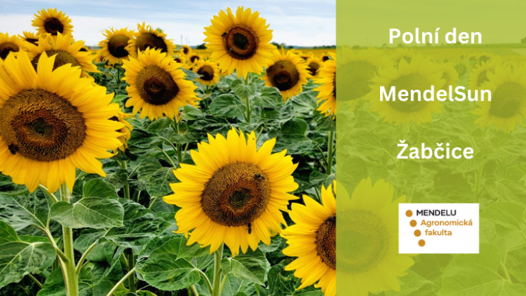MendeSun polní den