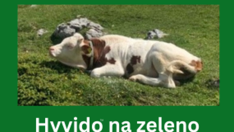 ječmen na zeleno