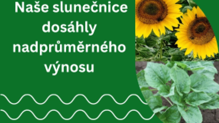 Výsledky SPZO 2023 slunečnice Syngenta