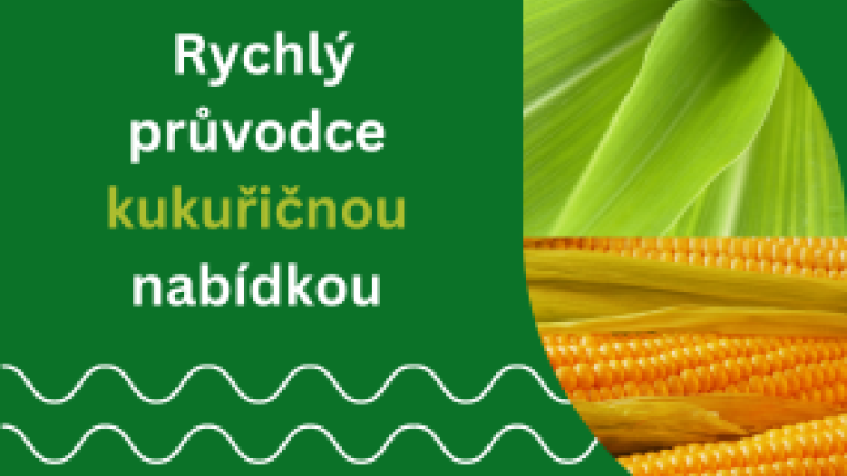 Osivo kukuřice Syngenta přehled