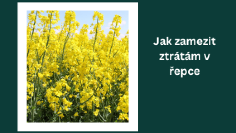 SY Elisabetta hybrid řepky Syngenta