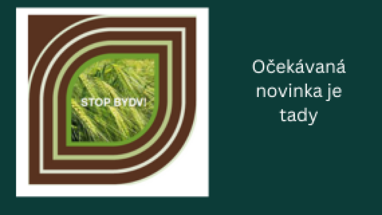 Hybrid resistentní proti BYDV