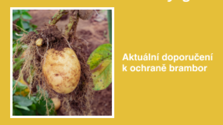 Žlutý reklamní banner Syngenta s fotkou bramboru v půdě a textem doporučení ochrany