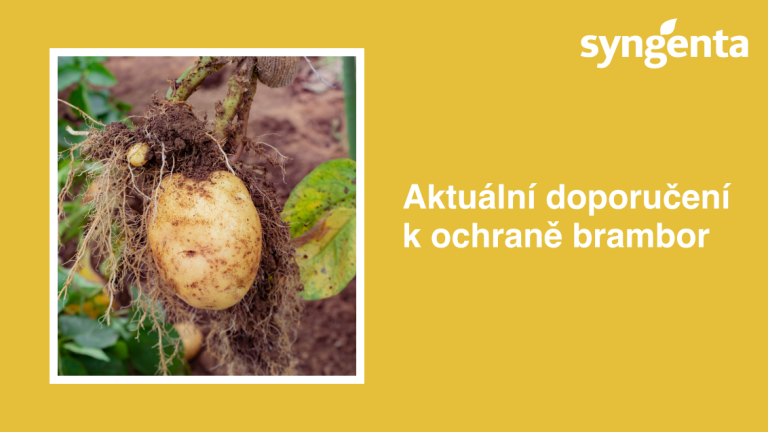 Grafika Syngenta s fotkou poškozené brambory a textem o ochraně brambor