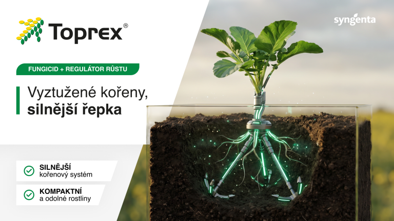 Grafika: rostlina v půdě se zvýrazněnými kořeny a textem o silné řepce