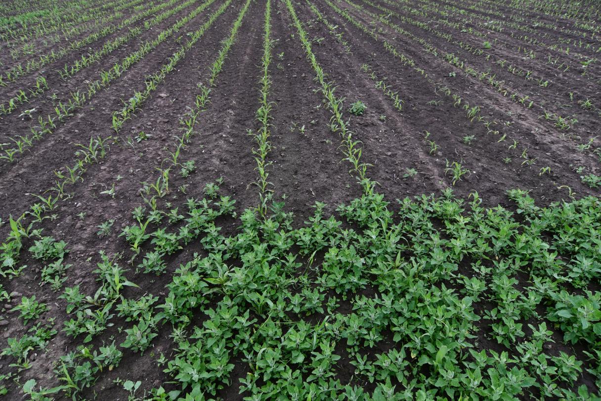 Demonstrační varianta s Lumaxem Syngenta