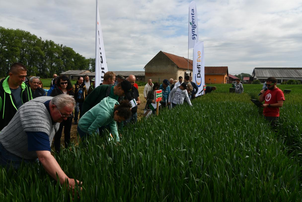 Polní dni Syngenta