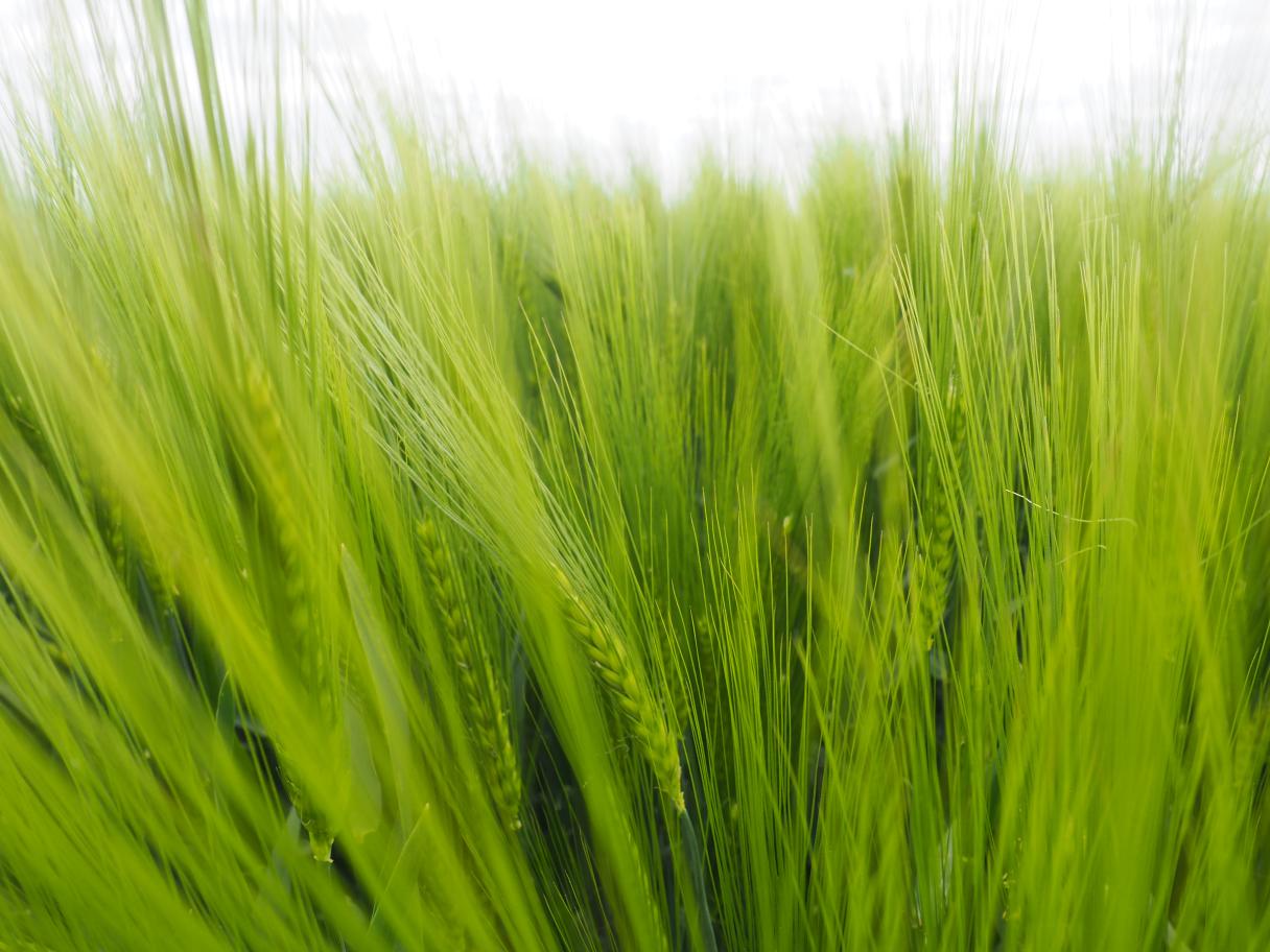 Ječmen Hyvido pre intenzívnejší spúsob pěstování Syngenta