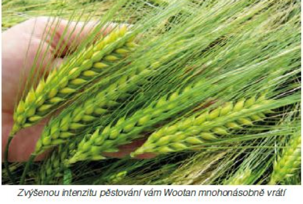 Wootan Syngenta