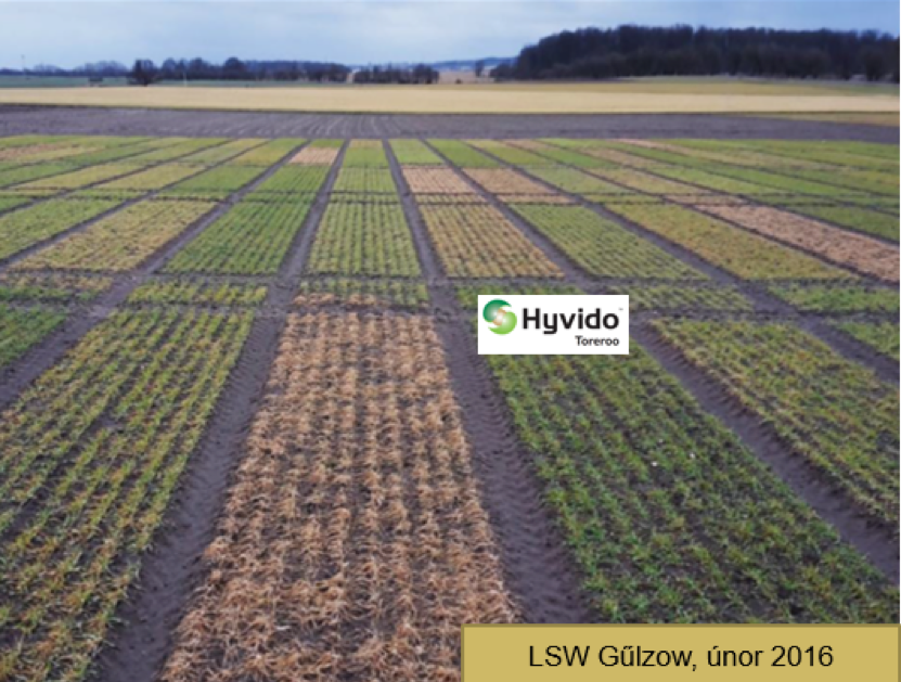 Hyvido Syngenta