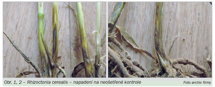 rhizoctonia