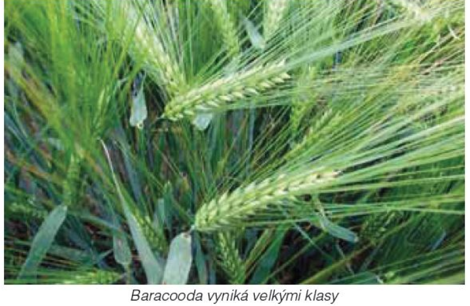 Baracooda Syngenta