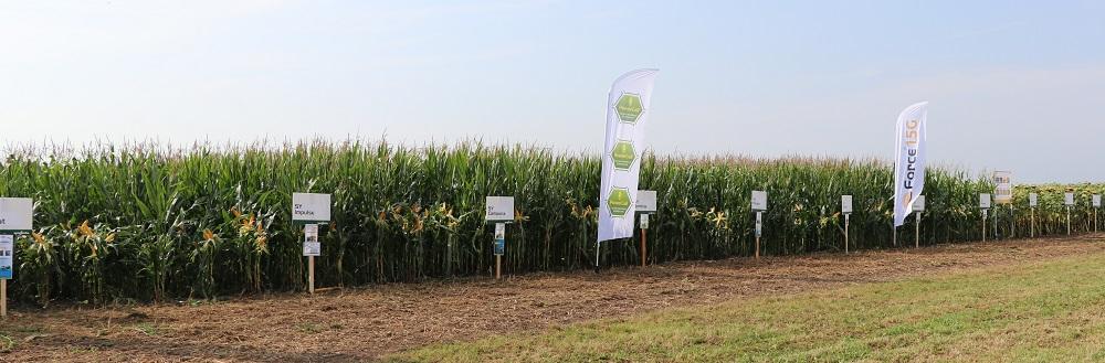 Kukuricne pole Syngenta