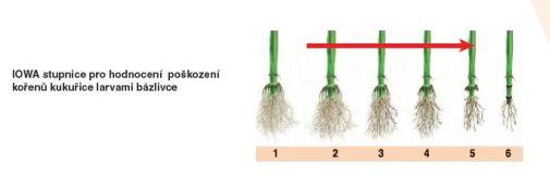 bazlivec kukuricny Syngenta
