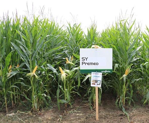 Hybridy SY Premeo na polních dnech Slunečník 2019 Syngenta