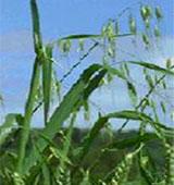 zatocte s chundelkou Syngenta