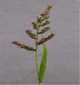 zatocte s chundelkou Syngenta