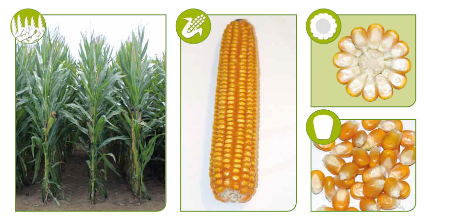 SY Glorius Syngenta